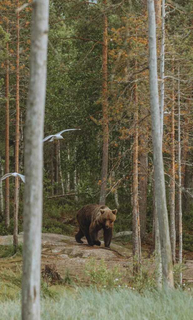 Recontre avec l'ours dans la Taïga Finlandaise